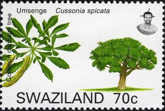 Common Cabbage tree (Cussonia spicata)