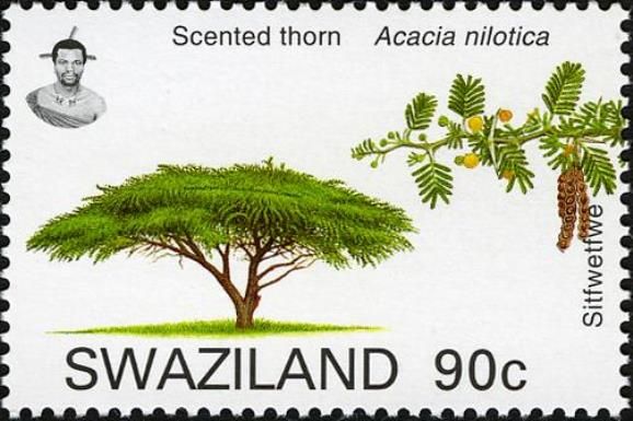 Scented Thorn (Acacia nilotica)