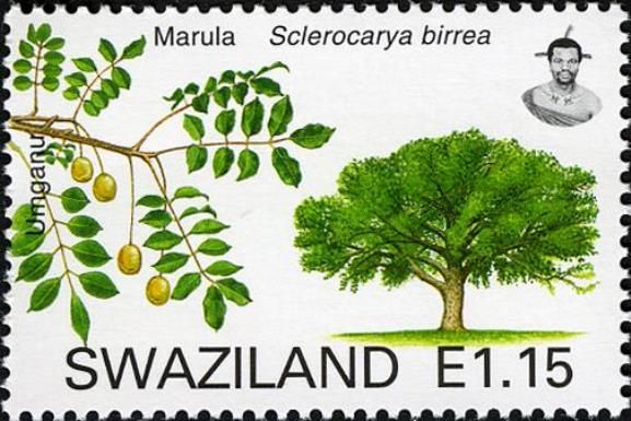 Marula (Sclerocarya birrea)