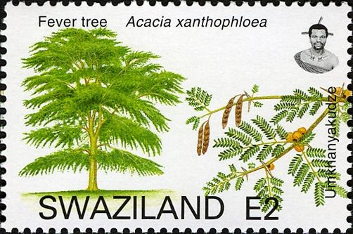 Fever Tree (Acacia xanthophloea)