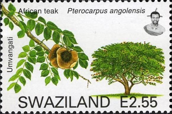 African Teak (Pterocarpus angolensis)