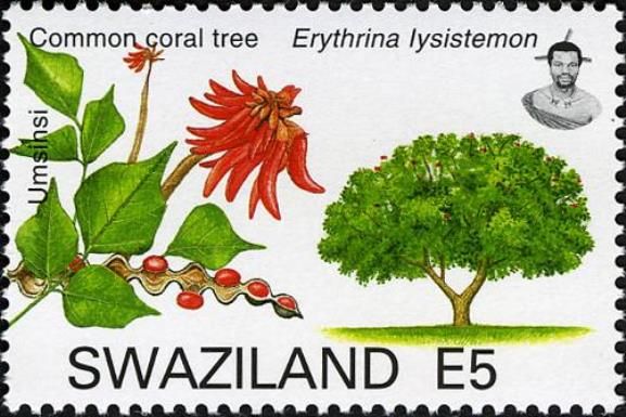 Common Coral Tree (Erythrina lysistemon)