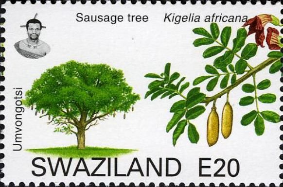 Sausage Tree (Kigelia africana)
