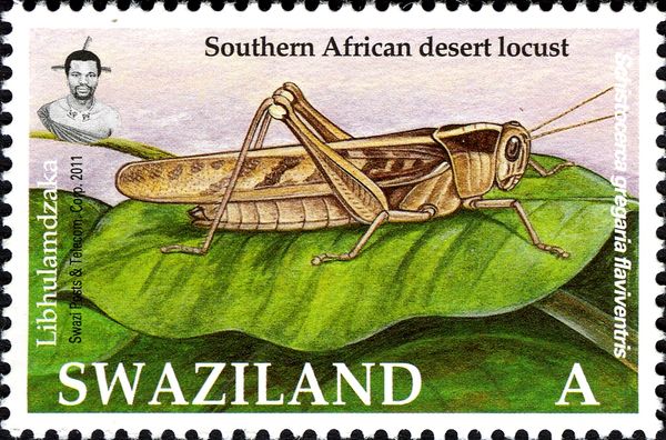 Southern African Desert Locust (Schistocerca gregaria flaviv