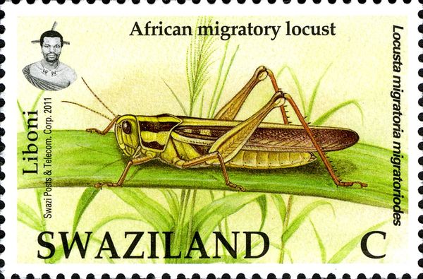 African Migratory Locust (Locusta migratoria migratoriodes)