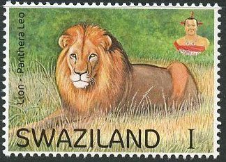Lion (Panthera leo)