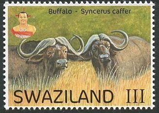 Buffalo (Syncerus caffer)