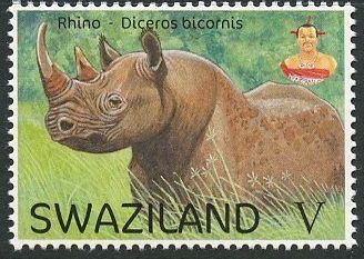 Rhino (Diceros bicornis)