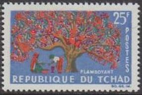 Royal poinciana