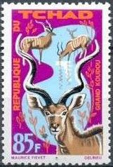Greater Kudu (Tragelaphus strepsiceros)