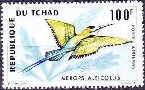 White-throated Bee-eater (Merops albicollis)