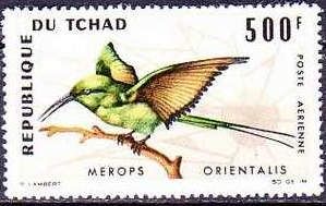 African Green Bee-eater (Merops orientalis)