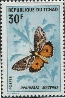 Dot Underwing (Ophideres materna)