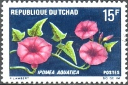 Ipomoea aquatica