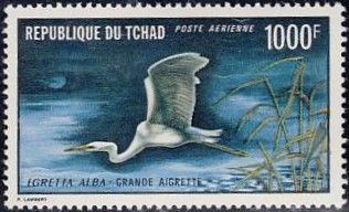 Great Egret (Egretta alba)