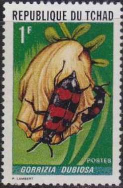 Blister Beetle (Gorrizia dubiosa)