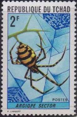 Orb Web Spider (Argiope sector)