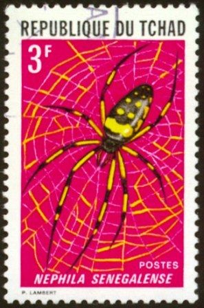 Senegal Orb Weaving Spider (Nephila senegalense)