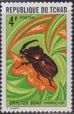 Rhinoceros Beetle (Oryctes boas)