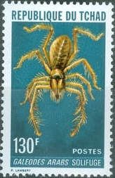 Camel Spider (Galeodes arabs)