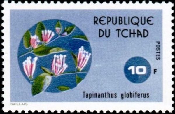 Tapinanthus globiferus