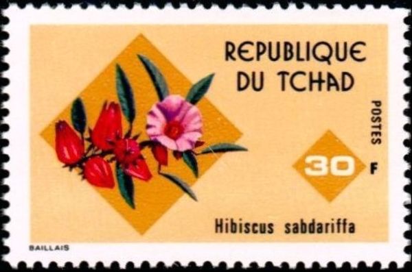 Hibiscus sabdariffa