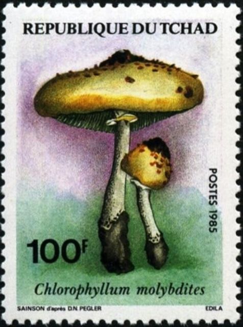 Chlorophyllum molybdites