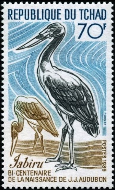 Saddlebill Stork (Ephippiorhynchus senegalensis)