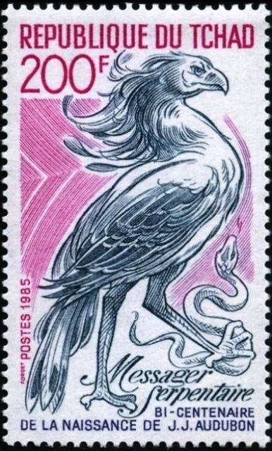 Secretarybird (Sagittarius serpentarius)