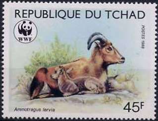 Barbary Sheep (Ammotragus lervia)