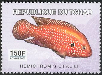 Red Forest Jewel (Hemichromis lifalili)