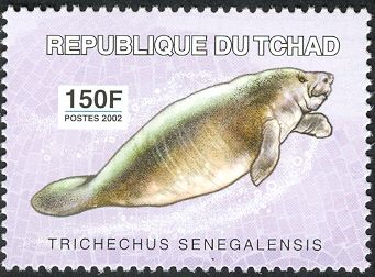 African Manatee (Trichechus senegalensis)