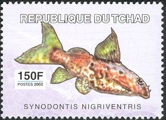 Upside-down Catfish (Synodontis nigriventris)