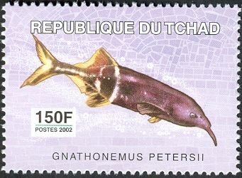 Elephantnose Fish (Gnathonemus petersii)