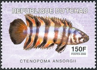 Ornate Ctenopoma (Ctenopoma ansorgii)