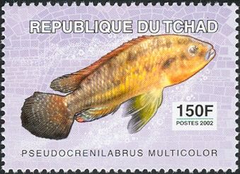 Dwarf Egyptian Mouth-brooder (Pseudocrenlabrus multicolor)