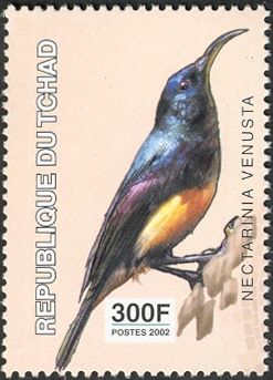 Yellow-bellied Sunbird (Nectarinia venusta)