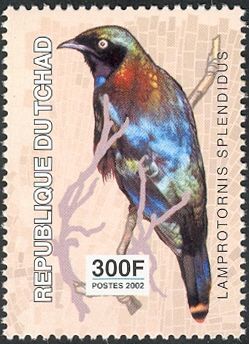 Splendid Starling (Lamprotornis splendidus)
