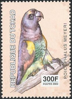 Meyer's Parrot (Poicephalus meyeri)