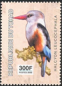 Grey-headed Kingfisher (Halcyon leucocephala