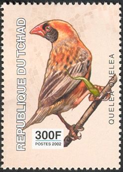Red-billed Quelea (Quelea quelea)