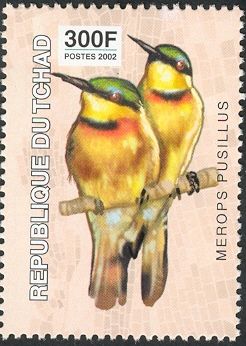 Little Bee-eater (Merops pusillus)