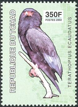 Bateleur (Terathopius ecaudatus)