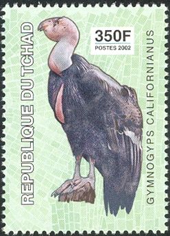 California Condor (Gymnogyps californianus)