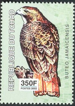 Red-tailed Hawk (Buteo jamaicensis)