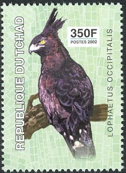 Long-crested Eagle (Lophaetus occipitalis)
