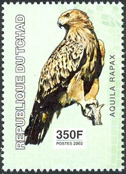 Tawny Eagle (Aquila rapax)