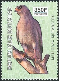 Dark Chanting Goshawk (Melierax metabates)