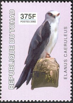 Black-winged Kite (Elanus caeruleus)
