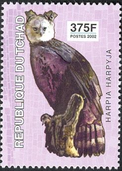 Harpy Eagle (Harpia harpyja)